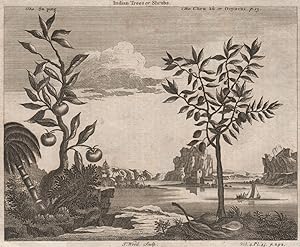 Indian Trees or Shrubs; The Su ping; The Chew ku or Goyavas