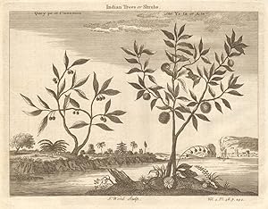 Indian Trees or Shrubs; Qney pe or Cinnamon; The Ya-ta or A-te