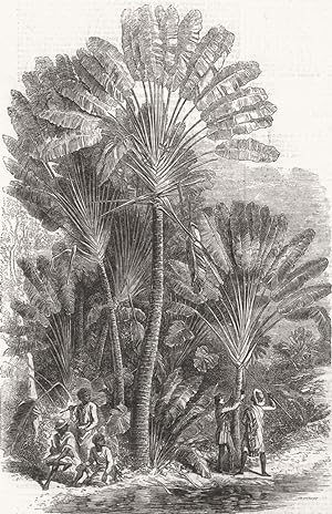 The Traveller's-tree (Urania Speciosa)