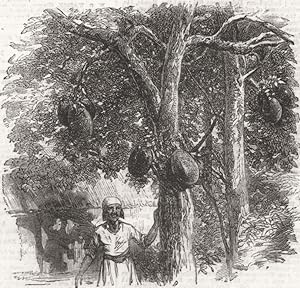 Bread-fruit - The Artocarpus integrifolia, or Jack-tree