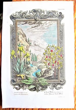 Antique Copperplate Engraving. Botanical- Cassia Iris Flortentina