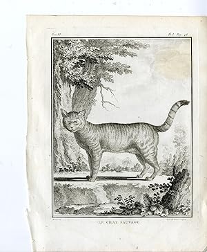Antique Print-EUROPEAN WILDCAT-FELIS SILVESTRIS-PL. 1-Buffon-le Grand-1756