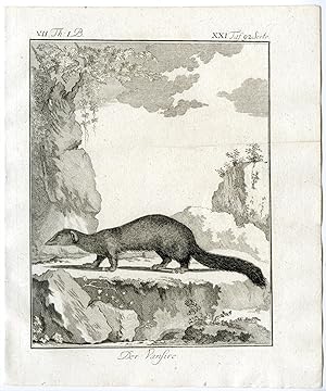 Antique Print-MARSH MONGOOSE-ATILAX PALUDINOSIS-PL. 21-Buffon-1769