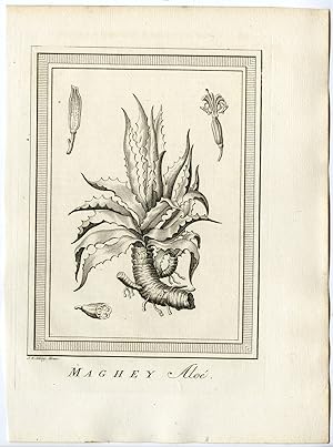 Antique Print-ALOE VERA-PLANT-Schley-Prevost-1777