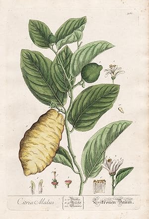"Citria Malus - Zitronen Baum" - Zitrone Citrus limon citron Frucht fruit Kräuter herbs flower fl...