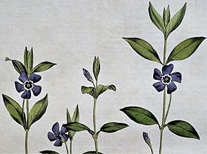Antique Botanical Print PERIWINKLE VINCA Curtis Large Flora Londinensis 1777