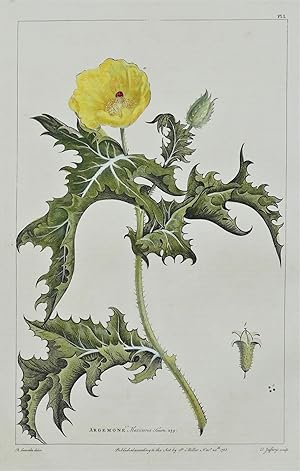 Antique Botanical Print ARGEMONE, PRICKLY POPPY, Miller hand coloured 1760