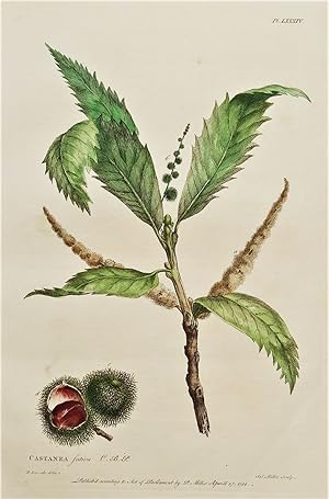 Antique Botanical Print CASTANEA, CHESTNUT TREE, Miller Large 1760
