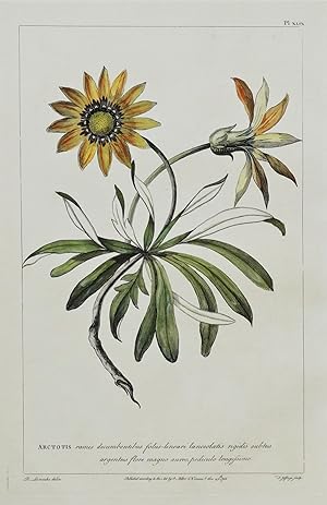 Antique Botanical Print ARCTOTIS, Philip Miller hand coloured 1760