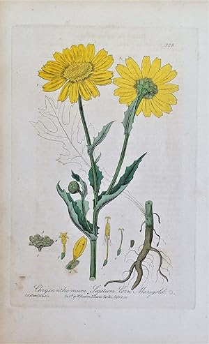 Antique Botanical Print YELLOW CHRYSANTHEMUM Baxter Engraved Vintage Flower Print 1836