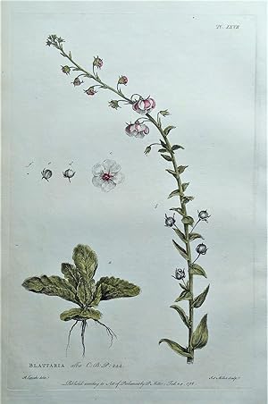Antique Botanical Print BLATTARIA White Moth Mullein, Philip Miller 1760