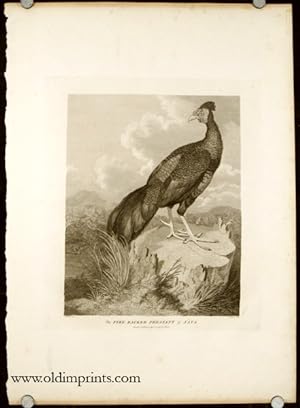 The Fire-Backed Pheasant of Java.