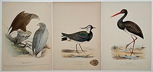 Illustrations of British Birds [LOT OF 3 LARGE LITHOGRAPHS with original handcolor].