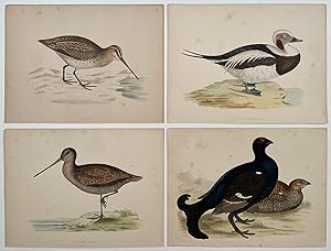 Snipe. Long-Tailed Duck. Black Grouse. Sabine's Snipe. GROUP OF 4 PRINTS FROM A NATURAL HISTORY O...