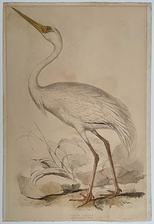 White Crane. Grus leucogeranus : (Temm).