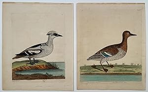 A Natural History of Birds. GROUP OF 5 PRINTS. 1770s.