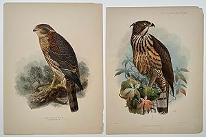 A Sore Sparrow Hawk. Limnaetus Philippensis. GROUP OF TWO ORIGINAL COLOR LITHOGRAPHS.