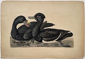 The Scoter. The Crested Duck.