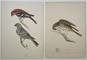 Illustrations of British Birds. LOT OF 4 LARGE LITHOGRAPHS with original handcolor.