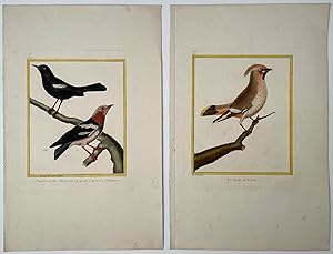 Le Jaseur, de Boheme. Traquet noir des Philippines, etc. GROUP OF 2 HANDCOLORED BIRD ENGRAVINGS.