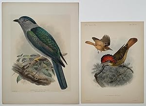 Muscivora Mexicana. Anomalous Cuckoo-Roller. GROUP OF TWO ORIGINAL KEULEMANS LITHOGRAPHS.