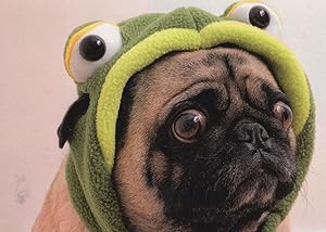Mops Dog With Frog Funny Hat Comic German Animal Postcard