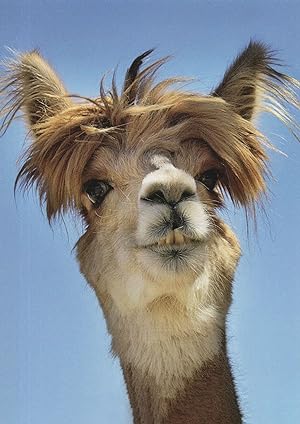 Camel Hairy Alpaca Human Scruffy Haircut Face Comic Animal Postcard