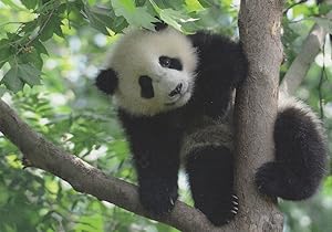 Panda Endangered Species Playing On Branches Smiling Comic Postcard
