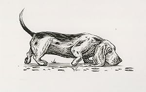 Basset Hound Dog Sniffing A Trail Dogs Sketch Art Postcard