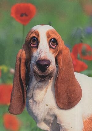 Bassett Hound Smiling With Roses German Dog Postcard