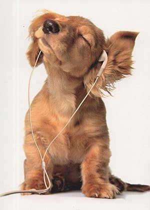Dog With Radio Headphones Listening To Music German Comic Postcard