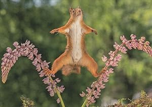 Red Squirrel Circus Style Balance Act Cute Comic Animal Postcard