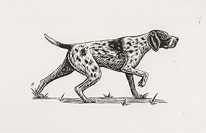 German Shorthaired Painter Dog Sketch Postcard