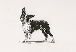 Boston Terrier Dog Sketch Art Drawing Postcard