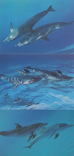 Pairs Of Dolphins Playing 3x Dolphin Postcard s