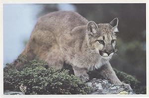 Save The Mountain Lion Cat USA Endangered Species Postcard