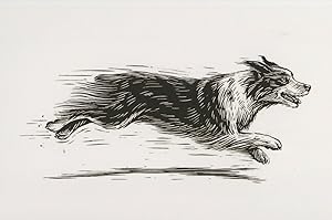 Australia Shepherd Dog Running Painting Postcard