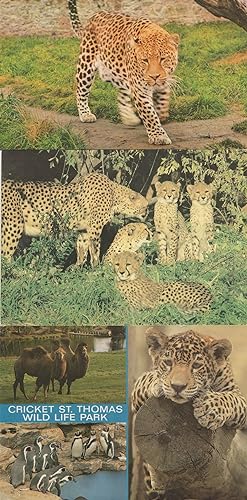 Leopard At Cricket St Thomas Wildlife Park + Russia 2x Postcard s