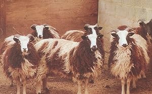 B&B Farming Sheep at Millfield Farm High Wycombe Bucks Postcard