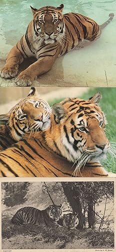 Bengal Tigers at Cotswold Wildlife Park Whipsnade 3x Postcard s