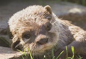 Tarka Otter WWT Wildlife Preservation Postcard