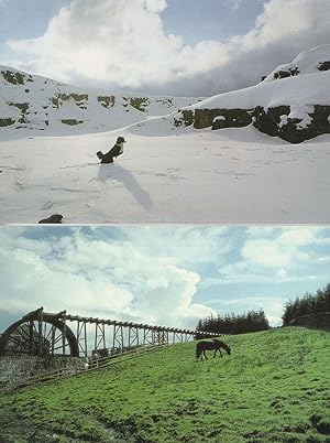 The North Pennines Border Collie Dog Killhope Wheel 2x Durham Postcard s