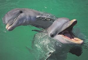 Bottlenose Dolphins Laughing German Sealife Comic Postcard