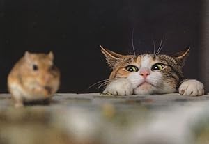Cat & Hamster On Giant Table Animal Love Cute Comic Postcard