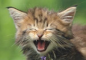 Kitten Meows German Cat Laughing Stunning Comic Postcard