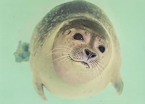 Common Seal Smiling Sealife German Comic Postcard