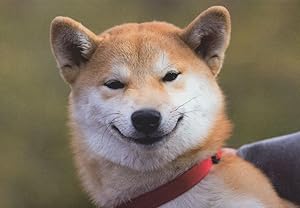 Smiling Inu Puppy Japanese Hunting Dog Comic Postcard