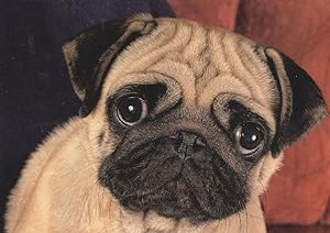 Pug Face Sad Dog German Comic Animal Postcard