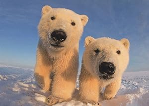 Heavy Polar Bears Breaking The Ice Comic German Animal Postcard