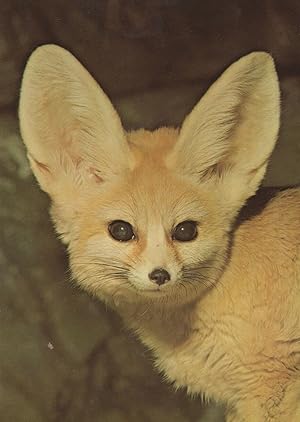 Fennec Miniature Tiny Fox Hunting Prey Postcard